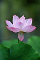 Blossoming lotus flower in sunlight