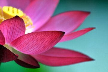 Blossoming lotus flower in sunlight