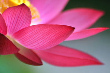 Blossoming lotus flower in sunlight