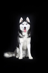 Studio portrait cute husky dog on black background. Smile happy husky dog face.