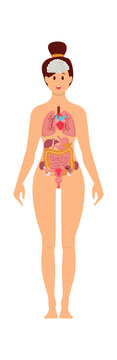 Woman anatomy infographics. Vector illustration