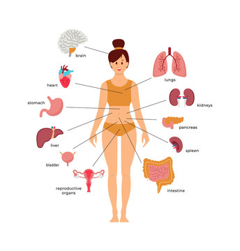Woman anatomy scheme. Vector illustration