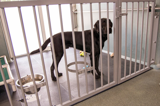 Labrador staat in kennel hok
