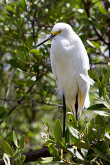 White egret in the Florida Keys