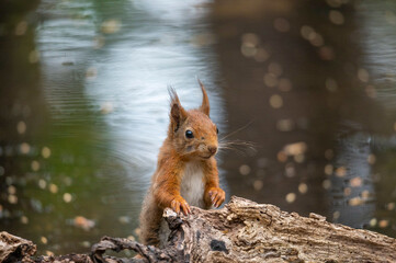 Squirrel at the pond in the park
