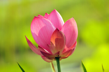 Naklejka premium Blossoming lotus flowers in pond
