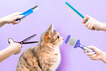 Trimmed satisfied cat in a beauty salon. Grooming cats in a beauty salon for pets.