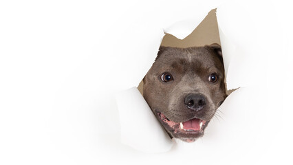 the dog's head peeks out through a torn white studio background