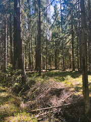 Fototapeta na wymiar Wild dry forest, pine trees, fir trees, forest background, no people 
