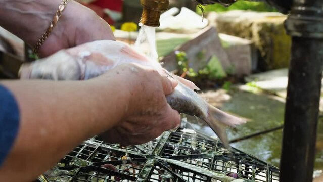 Close-up Of An Elderly Woman Washing Gutted Fresh Fish Under Running Water From The Faucet. Cutting Live Fish In The Outdoors. Preparing For Cooking. Focus On The Faucet