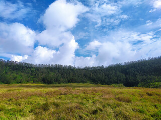 Savanna Landscape
