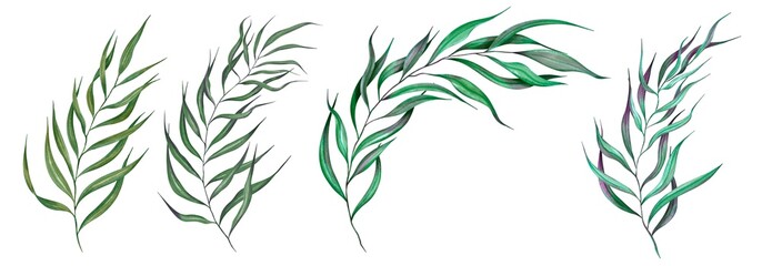 Set Watercolor flowers. Hand painted floral illustration.