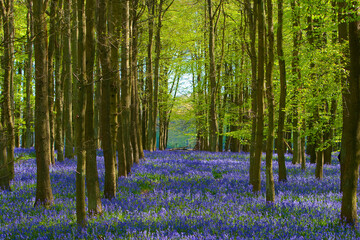 Bluebells in Dockey Wood Hertfordshire in the UK