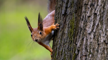 wildlife of Moscow parks squirrel watches strange people