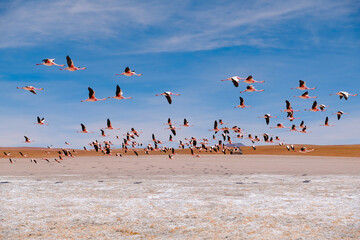 Flying pink flamingos with blue sky background, Solar de Uyuni, Bolivia