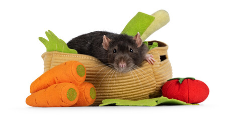 Cute dark brown pet rat, sitting in toy basket with vegetables made from felt. Looking towards...