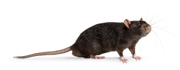 Cute dark brown pet rat, standing side ways. Looking towards camera with beady eyes. Isolated on a...