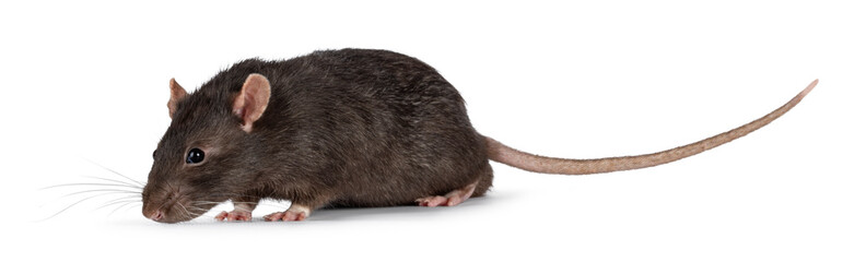 Cute dark brown pet rat, walking side ways. Looking ahead away from camera with beady eyes. Isolated on a white background with copy space..