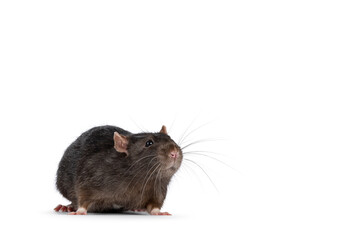 Cute dark brown pet rat, standing fside ways. Looking towards camera with beady eyes. Isolated on a white background with copy space.