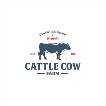 Cattle Cow Angus Ox Logo Design Vector Image