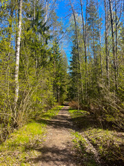 Wild dry forest, pine trees, fir trees, forest background, no people 