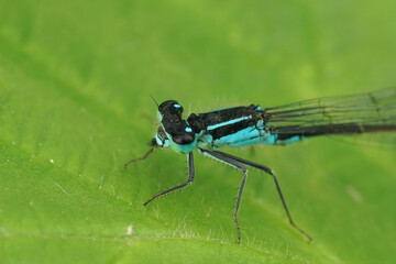 Closeup on the head of a blue-tailed damselfly, Ischnura elegans sitting on a green leaf