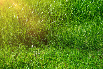 Lawn green grass in summer, long and cut grass compare.