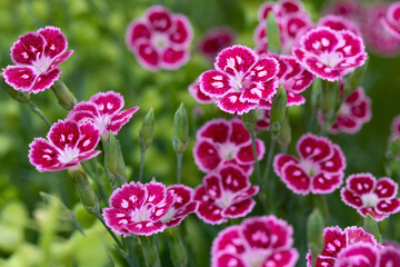 Englische Gartennelke (Dianthus Hybride Jane Austen)