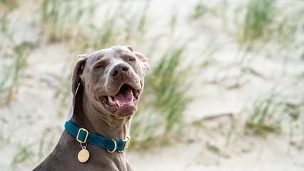 portrait of a dane on the beach in summer. Dog on the beach. Beautifull sand and green colours. Dog...