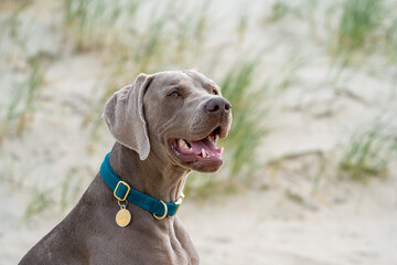 portrait of a dane on the beach in summer. Dog on the beach. Beautifull sand and green colours. Dog...