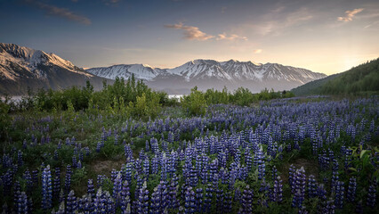 So many Lupine