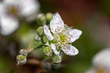 Bramble flower close up with blurred background