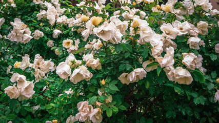 A large bush of white roses outdoors in raindrops on a cloudy spring morning in the courtyard of the house, a natural background of a lyrical spring mood