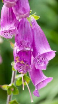 Flores acampanadas púrpuras en tallo largo de plantas silvestres