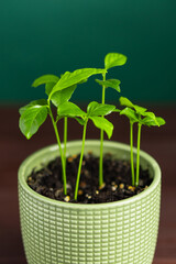 Baby lemon lime orange citrus plant in green pot on dark background. Selective focus