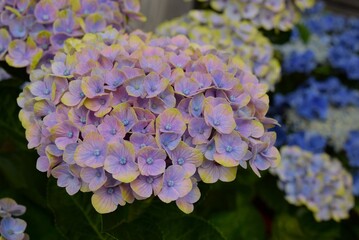 満開の紫陽花の花、美しい庭のアジサイ	
