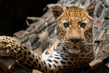 Leopard in Pretoria zoo