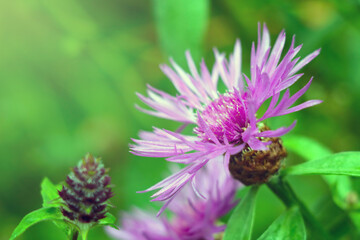 Flowering cornflower in the field in the summer.
