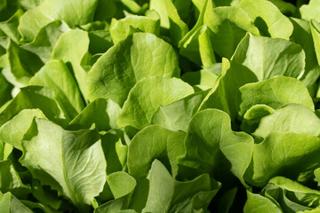 Background and texture of young seedlings of lettuce lined up for sale side by side
