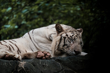 The beauty picture of sleeping white tiger