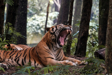 A yawning tiger in the middle of forest