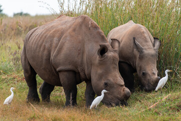 A white rhino calf walks alongside its mother