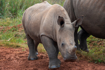 A white rhino calf walks alongside its mother