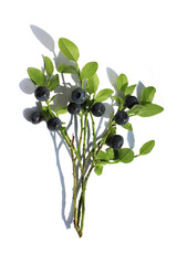 A sprig of blueberry bush on a white background. Blueberries with green leaves