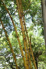 Fototapeta premium Bambusa vulgaris, common bamboo growing in vietnam