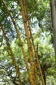 Bambusa vulgaris, common bamboo growing in vietnam