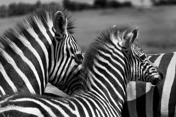 Fototapeta na wymiar Zebra foal and mother in Black and white