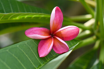 Many flowers of pink  plumeria close up