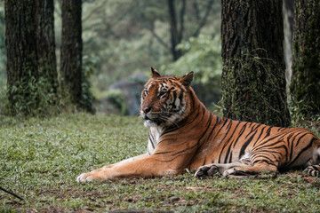 Obraz premium A beautiful tiger laying on the grass