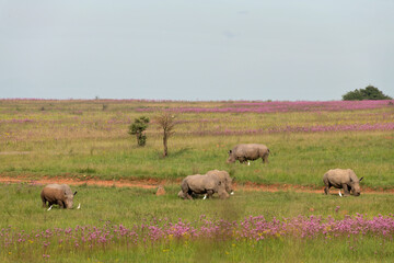 Family of white Rhino grazing